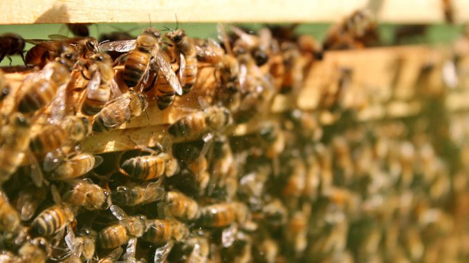 The Honey Festival kicked off on Sept. 7 at the Wagner Institute. ( INDIRA JIMENEZ / TTN )