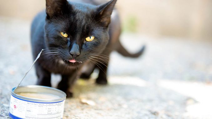 Though she is known by many names, the cat living outside Johnson & Hardwick residence halls is a familiar face to many students. The residence hall community provides food and shelter outside of the building. | Eric Dao TTN