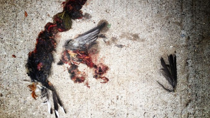 The remains of a bird lay plastered to the pavement outside the Student Center. Officals from the school and Audubon Society estimate more than 1,000 have birds have died on campus this year, mostly from building collisions. | Abi Reimold TTN