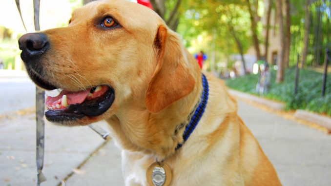 Jarvis, a canine officer, was originally trained to be a seeing-eye dog, but his history of ear infections disqualified him. He now works with Temple police officers. | Tyra Lockhart TTN