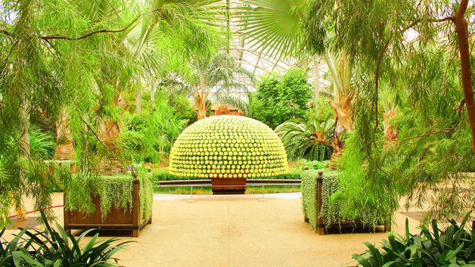 Longwood Gardens shows off its chrysanthemum collection. | Tyra Lockhart TTN