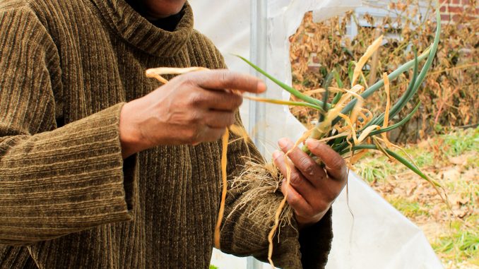 Alia Walker, an administrator for Earth’s Keepers, cleans a green onion crop in the greenhouse at the Earth’s Keepers garden at the Free Library of Philadelphia’s Kingsessing branch on March 10. | Harrison Brink TTN