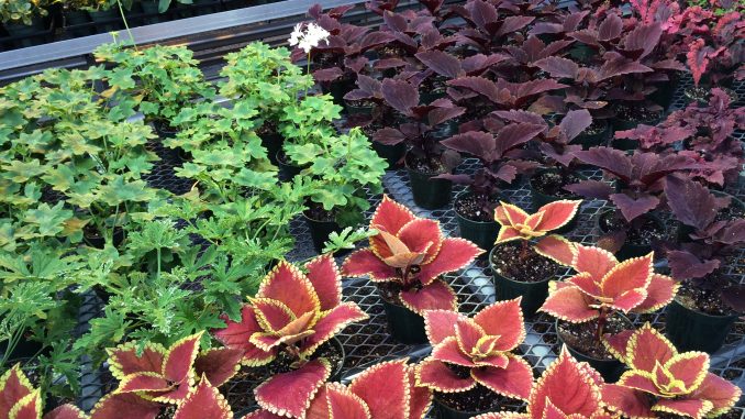 The plant sale will include plants like perennials, annuals, woodies, herbs, veggies and hanging baskets. | COURTESY Anne Brennan