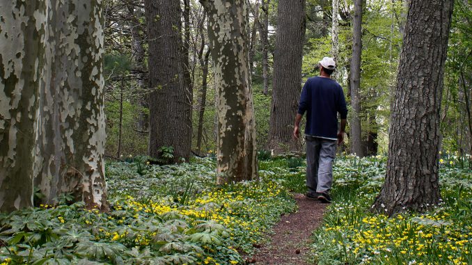 Senior Christopher Sohnly strolls through the Ambler Arboretum on May 1. Sohnly helped to build trails for the Gheel House, a therapeutic living community located near Frech Creek State Park. | Harrison Brink