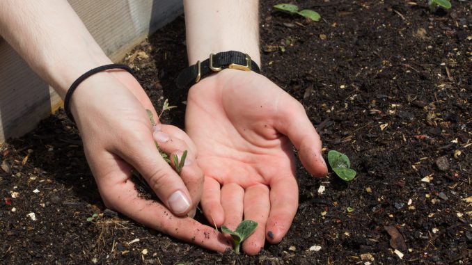 Senior environmental studies major Katy Ament touches a newly-sprouted plant. | Alex Friend TTN